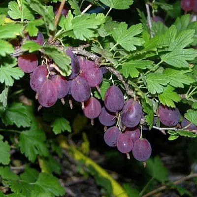 Крыжовник ГРУШЕНЬКА  Крыжовник ГРУШЕНЬКА в Костроме