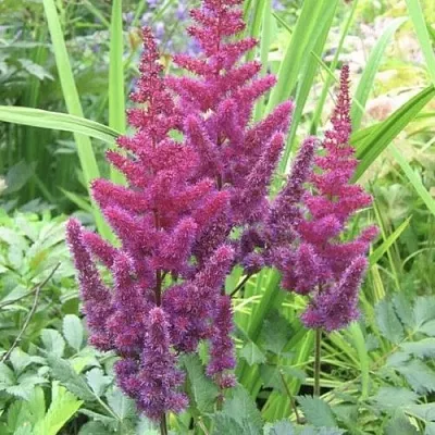 Астильба КАРАОКЕ ПАРТИ китайская в Костроме