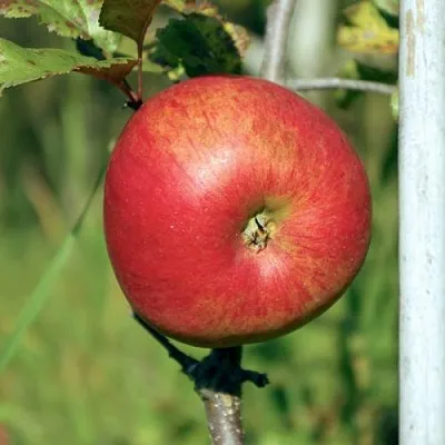 Яблоня ДЫЯМЕНТ  Яблоня ДЫЯМЕНТ в Костроме