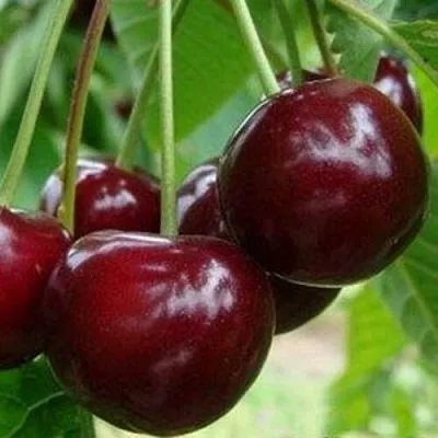 Вишня МИЛАВИЦА  Вишня МИЛАВИЦА в Костроме