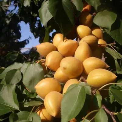 Абрикос МАНИТОБА — описание сорта Абрикос МАНИТОБА в Костроме