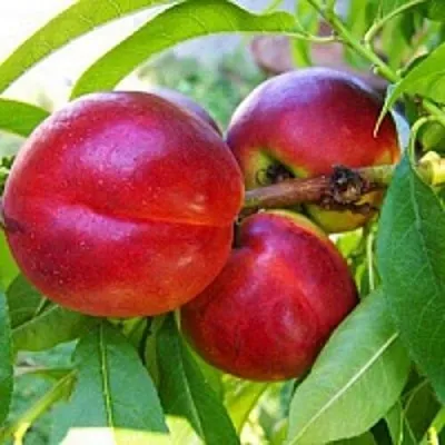 Нектарин в Костроме