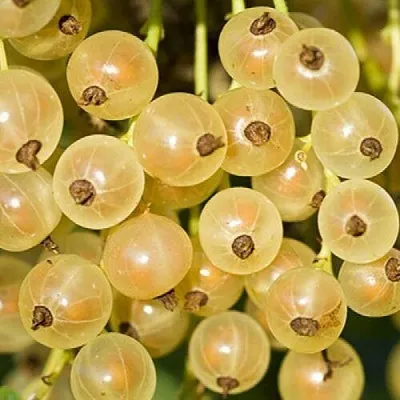 Смородина белая СМОЛЬЯНИНОВСКАЯ  Смородина белая СМОЛЬЯНИНОВСКАЯ в Костроме