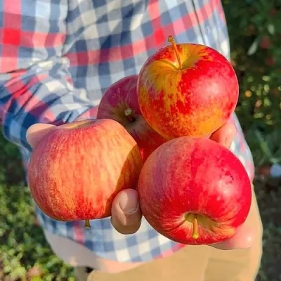 Яблоня КРАСАВИТА  Яблоня КРАСАВИТА в Костроме