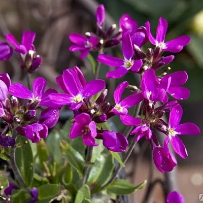 Арабис РОУЗ делайт в Костроме