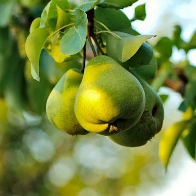 Груша СТОЛИЧНАЯ колонновидная  Груша СТОЛИЧНАЯ колонновидная в Костроме