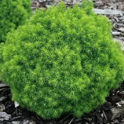 Ель АЛЬБЕРТА ГЛОБ сизая  Ель АЛЬБЕРТА ГЛОБ сизая в Костроме