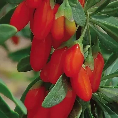 Годжи ВЯЧЕСЛАВ  Годжи ВЯЧЕСЛАВ в Костроме