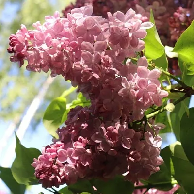 Сирень МЕДОВЫЙ СПАС  Сирень МЕДОВЫЙ СПАС в Костроме