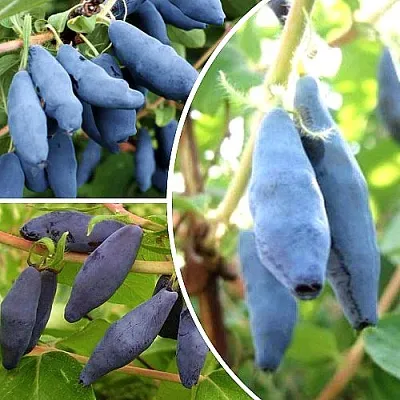 Комплект СЛАДКИЕ ХИТЫ в Костроме