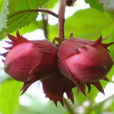 Фундук АЙВЕНГО  Фундук АЙВЕНГО в Костроме