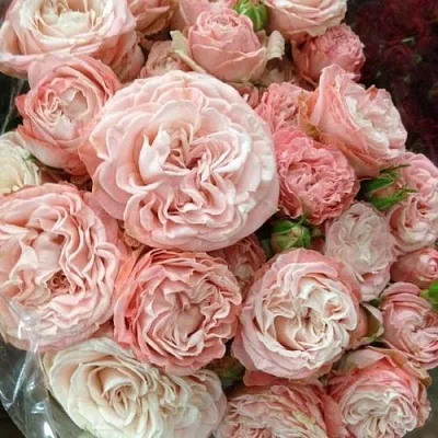 Саженцы роз МАДАМ БОМБАСТИК спрей  Саженцы роз МАДАМ БОМБАСТИК спрей в Костроме