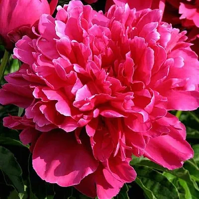 Пион ВИКТУАР ДЕ ЛА МАРН травянистый  Пион ВИКТУАР ДЕ ЛА МАРН травянистый в Костроме