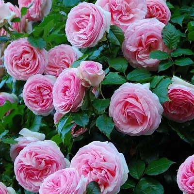 Саженцы роз ПЬЕР ДЕ РОНСАР плетистая  Саженцы роз ПЬЕР ДЕ РОНСАР плетистая в Костроме