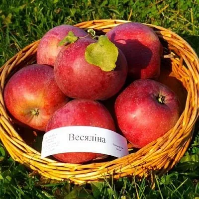 Яблоня ВЕСЯЛИНА  Яблоня ВЕСЯЛИНА в Костроме