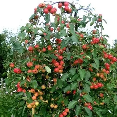 Яблоня ХЮВИНГИЕНЗИС декоративная в Костроме