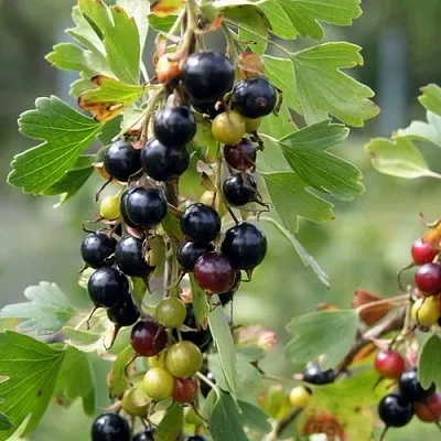 Смородина золотистая ПЛОТНОМЯСАЯ в Костроме