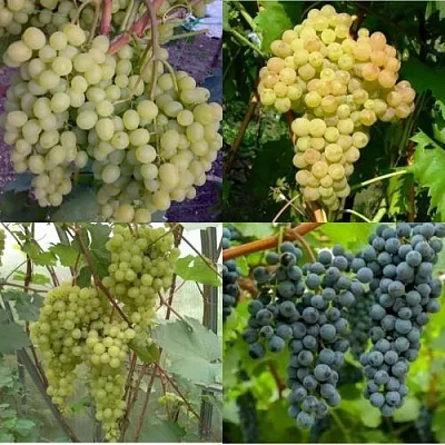 Комплект ВИНОГРАДНАЯ РАДУГА в Костроме