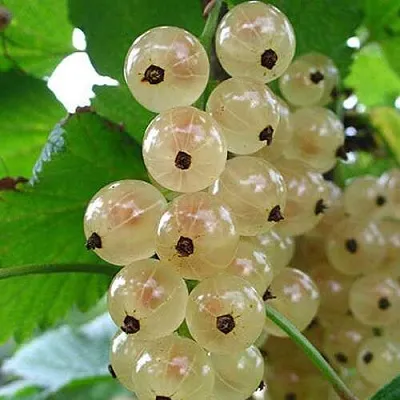 Смородина белая ЮТЕРБОРГСКАЯ  Смородина белая ЮТЕРБОРГСКАЯ в Костроме