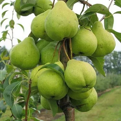 Груша ДЕКОР колонновидная  Груша ДЕКОР колонновидная в Костроме