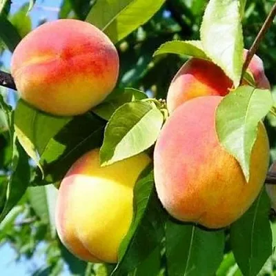 Персик ПАМЯТЬ ЛОЙКО  Персик ПАМЯТЬ ЛОЙКО в Костроме