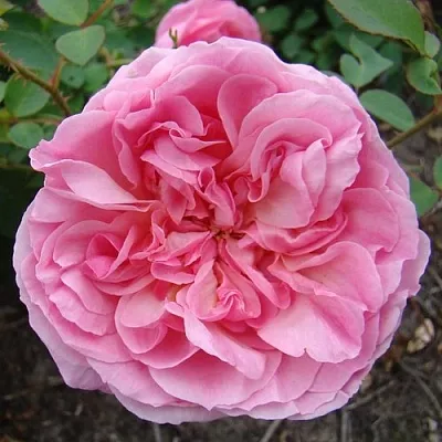 Саженцы роз ХАЙДИ ХОЛЛ английская  Саженцы роз ХАЙДИ ХОЛЛ английская в Костроме