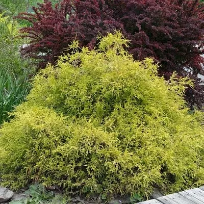 Кипарисовик ГОЛДЕН МОП горохоплодный  Кипарисовик ГОЛДЕН МОП горохоплодный в Костроме