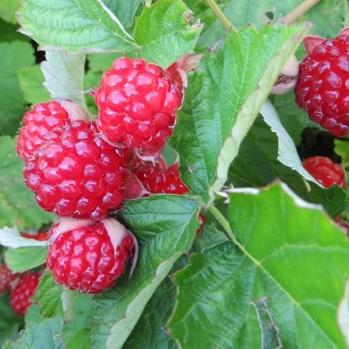 Ежемалина РЕД ДАЙМОНД в Костроме