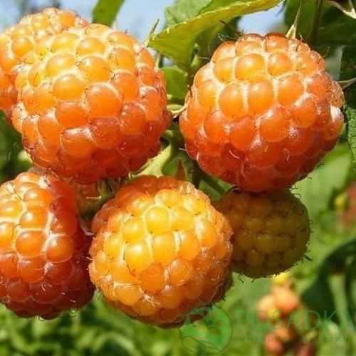 Малина КУМБЕРЛЕНД желтая в Костроме