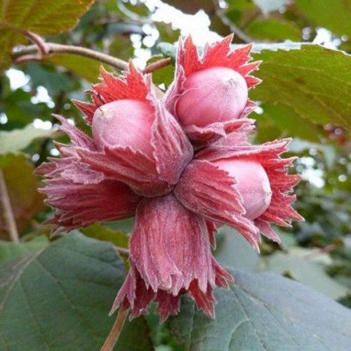 Фундук СКАРЛЕТТ в Костроме