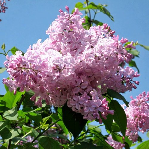Сирень БУФФОН в Костроме
