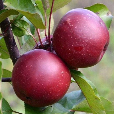 Яблоня красномясая в Костроме