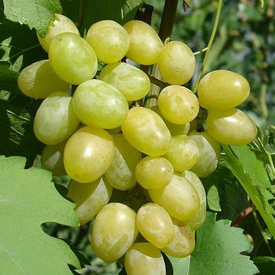 Виноград в Костроме