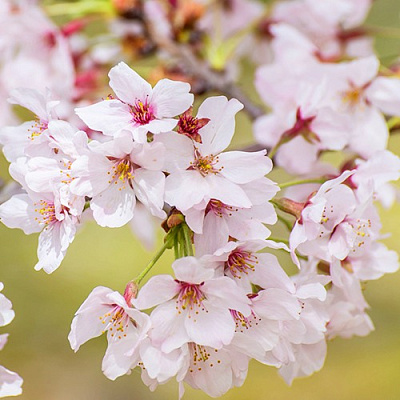 Сакура КОЙО НО МАЙ в Костроме