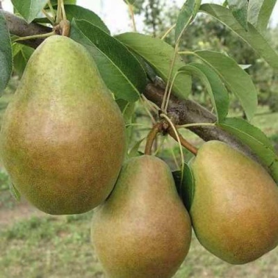 Груша СТАРИЙСКАЯ в Костроме