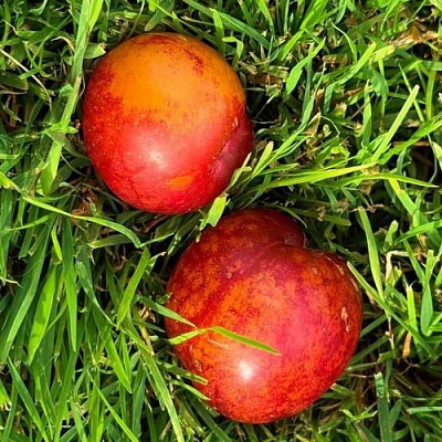 Шарафуга НЕКТАРИННАЯ в Костроме