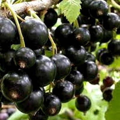 Смородина черная ОРЛОВСКИЙ ВАЛЬС в Костроме