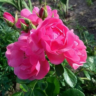 Роза АНГЕЛА флорибунда в Костроме