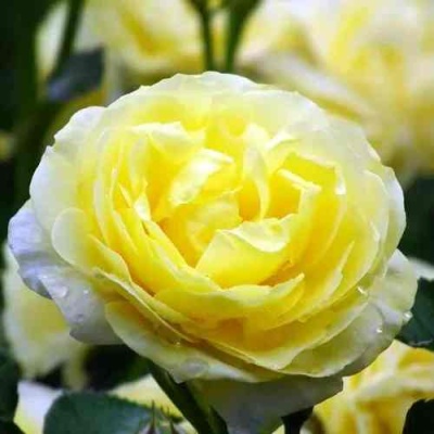 Роза КОМТЕСС ДЮ БАРИ флорибунда  в Костроме