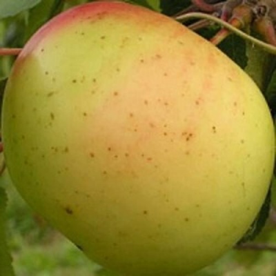 Яблоня БАНАНОВОЕ в Костроме