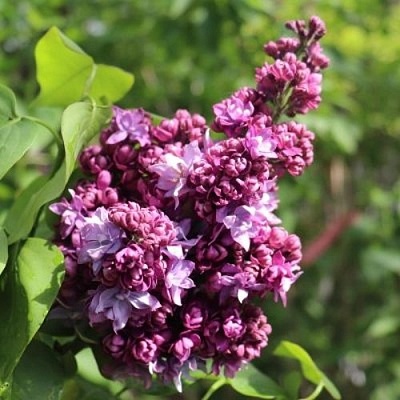 Сирень МАРШАЛ МАЛИНОВСКИЙ в Костроме