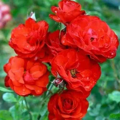 Роза ФАЙЕР КИНГ спрей  в Костроме