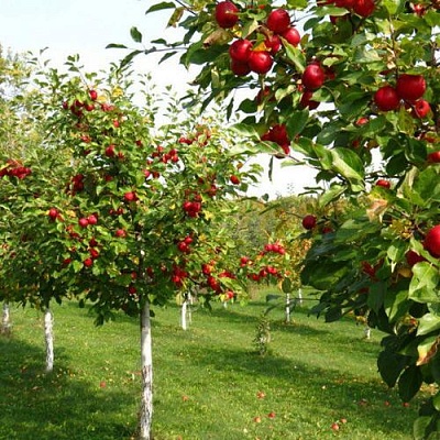 Плодовые деревья в Костроме