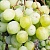 виноград Кеша мускат