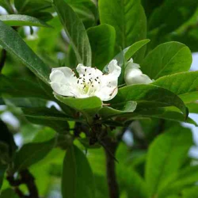 МУШМУЛА  в Костроме