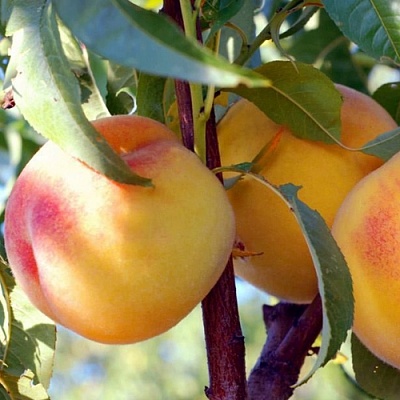 Персики в Костроме