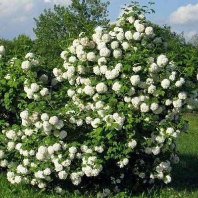 Калина БУЛЬДЕНЕЖ в Костроме
