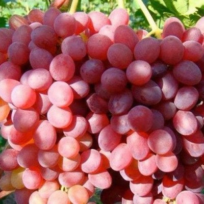 Виноград КИШМИШ КРАСНЫЙ в Костроме