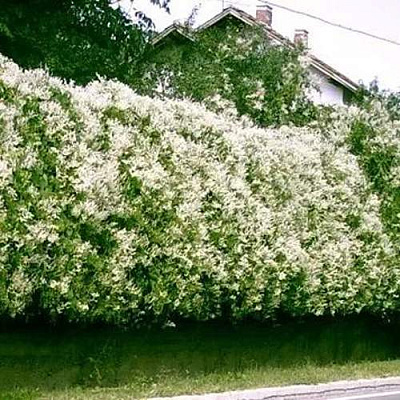 Фаллопия в Костроме