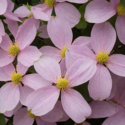 Клематис ГОРНЫЙ в Костроме